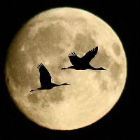 Аватара пользователя