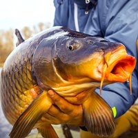 Аватара пользователя