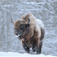 Аватара пользователя