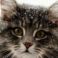 Аватара пользователя